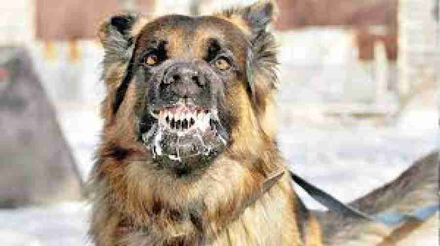 Confirman el tercer caso de rabia canina en la ciudad de Tarija