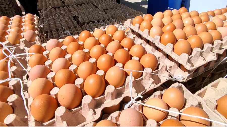 Gobierno afirma que comercializará el huevo a Bs 80 centavos la unidad y advierte con duras sanciones a especuladores
