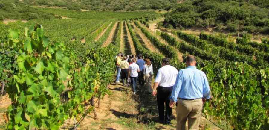 La Gobernación de Tarija quiere mejorar la Ruta del Vino