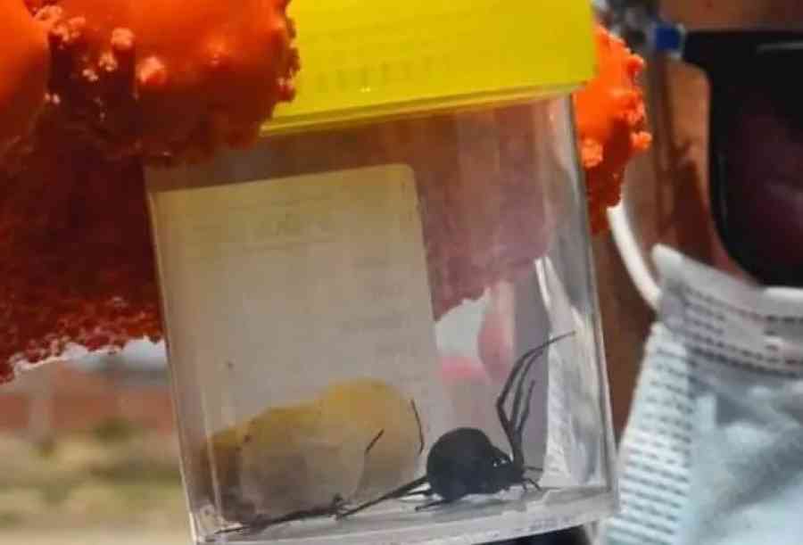 Un niño de 8 años intenta emular al Hombre Araña y resulta picado por una viuda negra