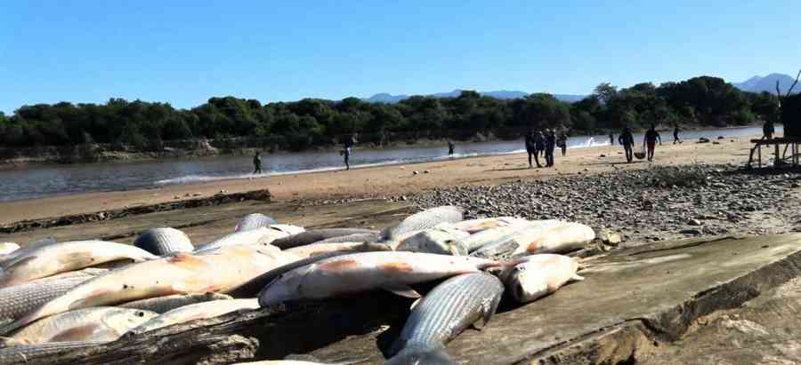 Alertan sobre alta contaminación de la carne de sábalo con metales pesados en el río Pilcomayo