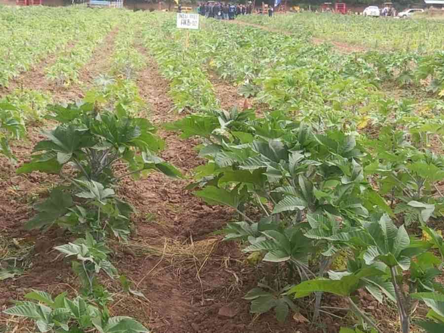 Villa Montes: Inicia construcción de la Planta de aceite vegetal, estará lista en un año