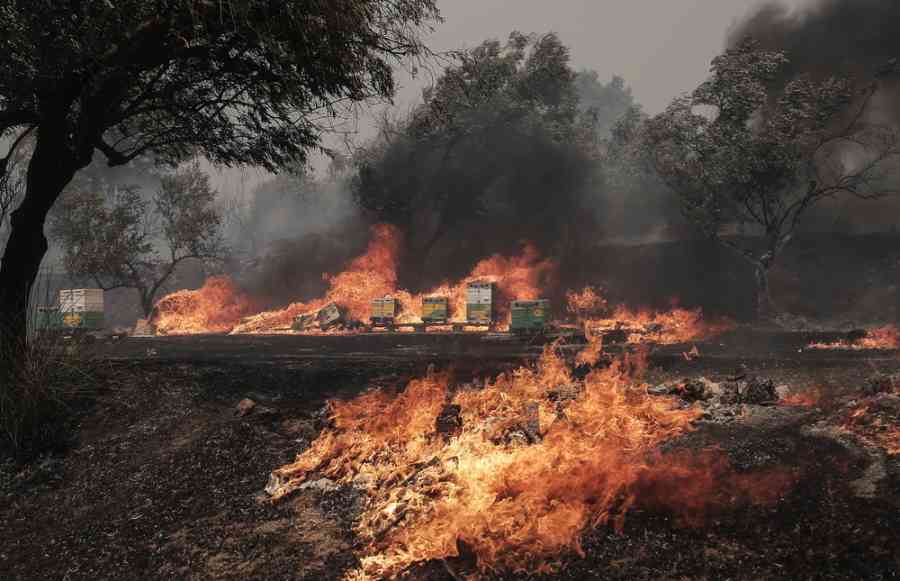 Hallan muertas a 26 personas en incendio forestal en Grecia