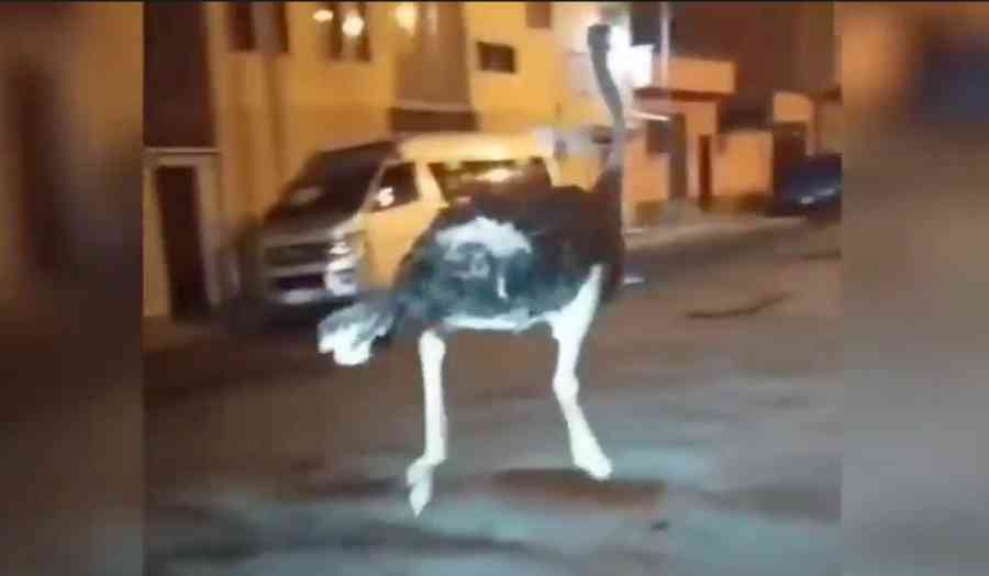 Hecho insólito en La Paz: dos avestruces se ‘pasean’ en una avenida de Achachicala