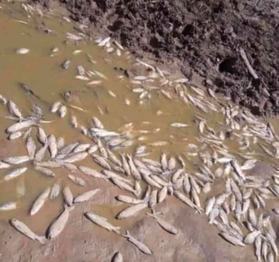 Los peces mueren por bajo caudal de agua en el río Pilcomayo