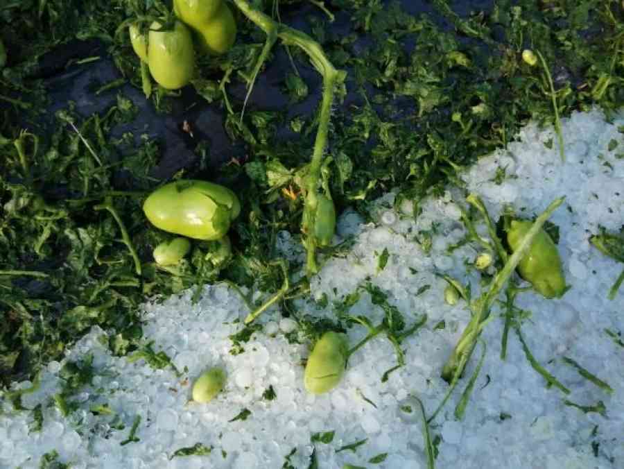 Granizada deja a comunitarios sin cultivos y sin techos