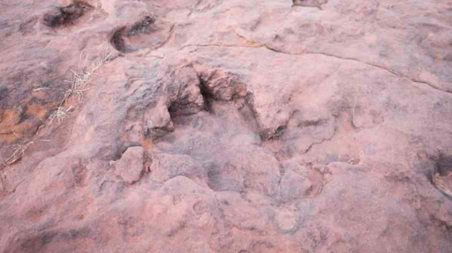 Municipio respalda el proyecto de Ley "Tierra de Gigantes" para impulsar el turismo paleontológico en Tarija