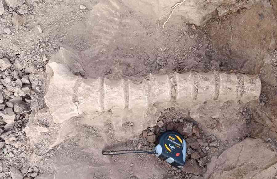 Hallan columna ósea de perezoso gigante en Trigo Loma, Chuquisaca