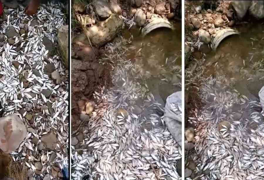 Mueren peces por una posible falla operativa en un río de Tarija