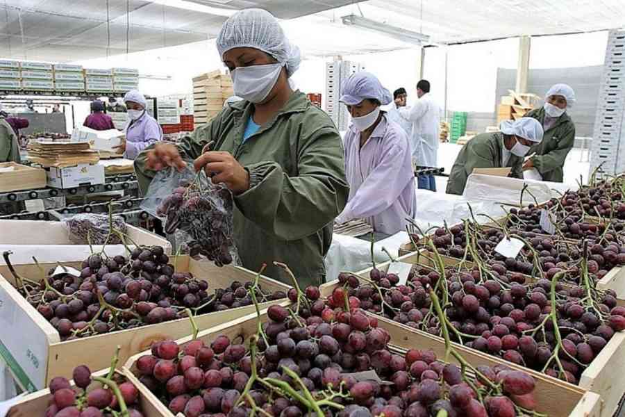 Ingreso de uva peruana preocupa a los viticultores