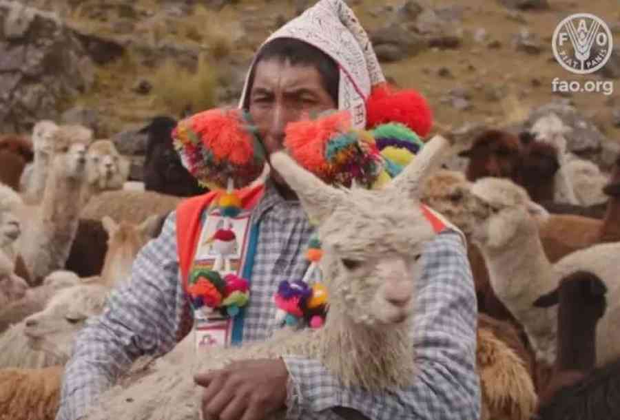 Naciones Unidas inaugura el Año Internacional de los Camélidos, promovido por Bolivia