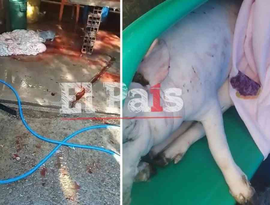 Encuentran matadero clandestino en Tarija