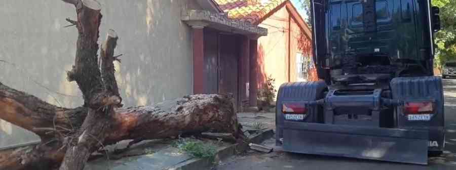 Un adulto resulta herido tras caída de árbol en Tarija