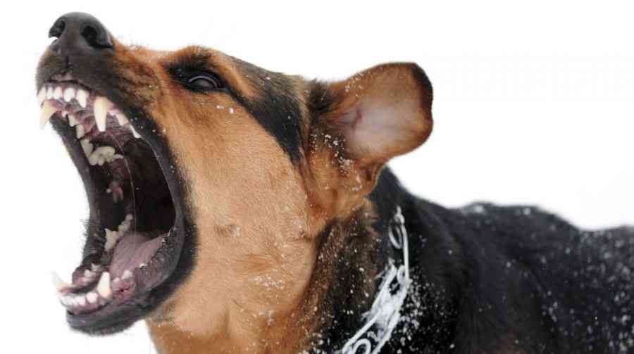 Tarija: Cuatro perros dejaron malherida a una mujer