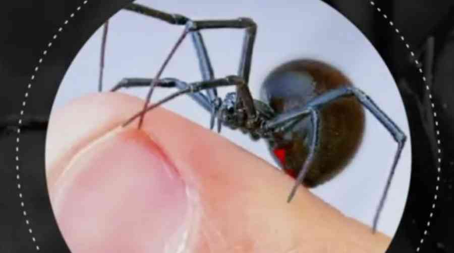 Muere una niña de 7 años por mordedura de araña viuda negra en Tarija