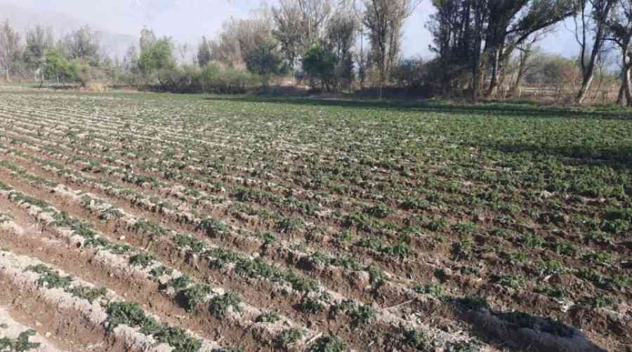 Asientan las heladas y agrícolas advierten el aumento de precios