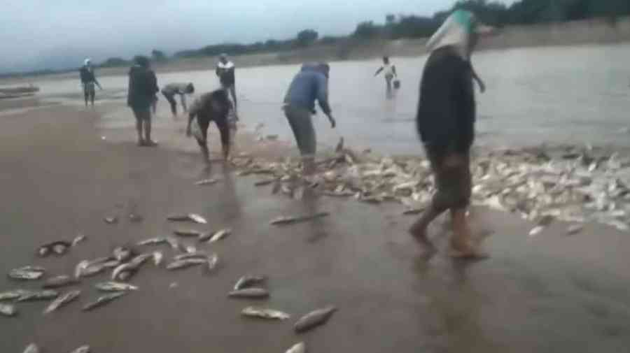 Escasea el sábalo en Villa Montes debido a las bajas temperaturas