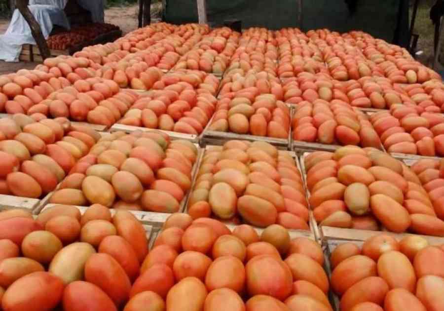 Tomate aumenta a 5 dólares por cuartilla en Tarija
