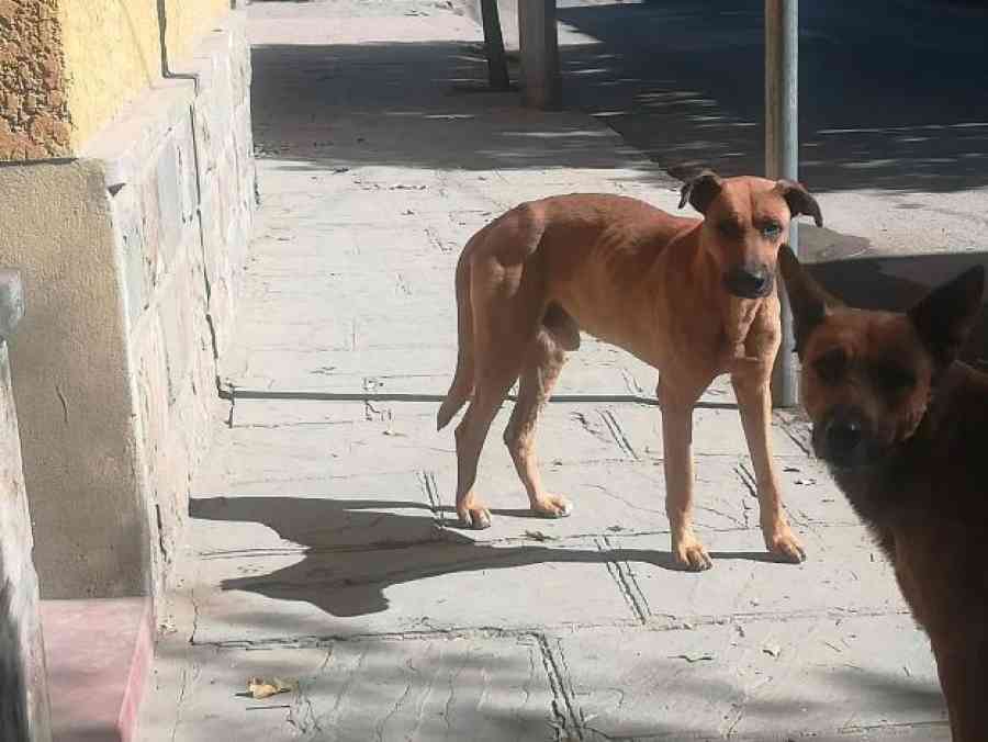 Tarija: Sancionan a más de 20 dueños irresponsables que dejan sus mascotas en la calle