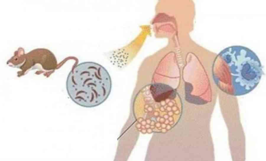Sedes reporta casos de dengue, hepatitis y un fallecimiento por hantavirus