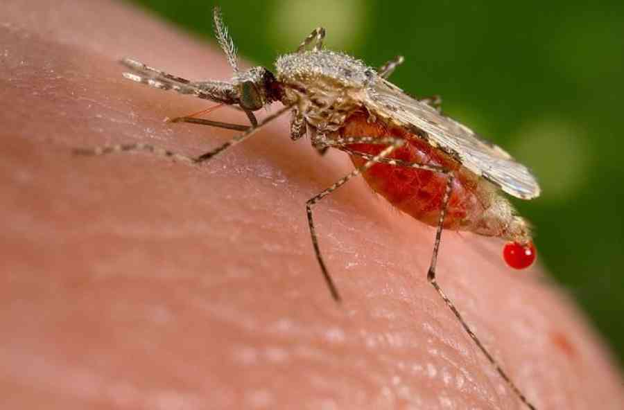 Primer caso de malaria confirmado en Yacuiba alerta a autoridades sanitarias