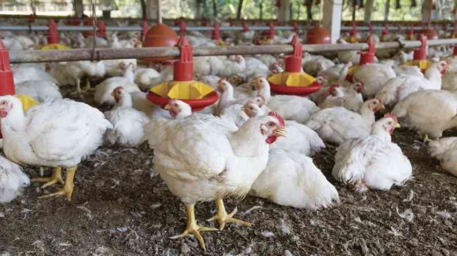 Encarecimiento de insumos inquieta al sector avícola de Tarija