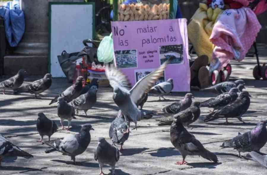 Tarija: Alistan una campaña para esterilizar a las palomas