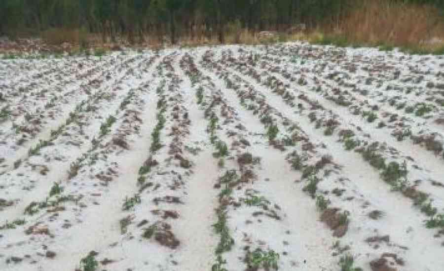 Fuerte granizada afecta a comunidades de El Puente 