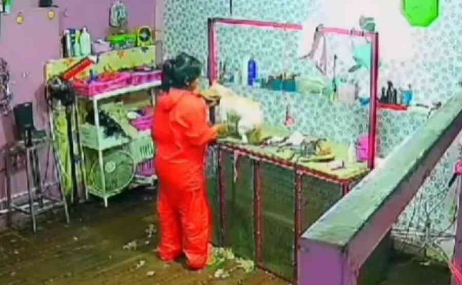 Denuncian maltrato animal en peluquería canina Mimados de Tarija, una perrita murió por golpes reiterados