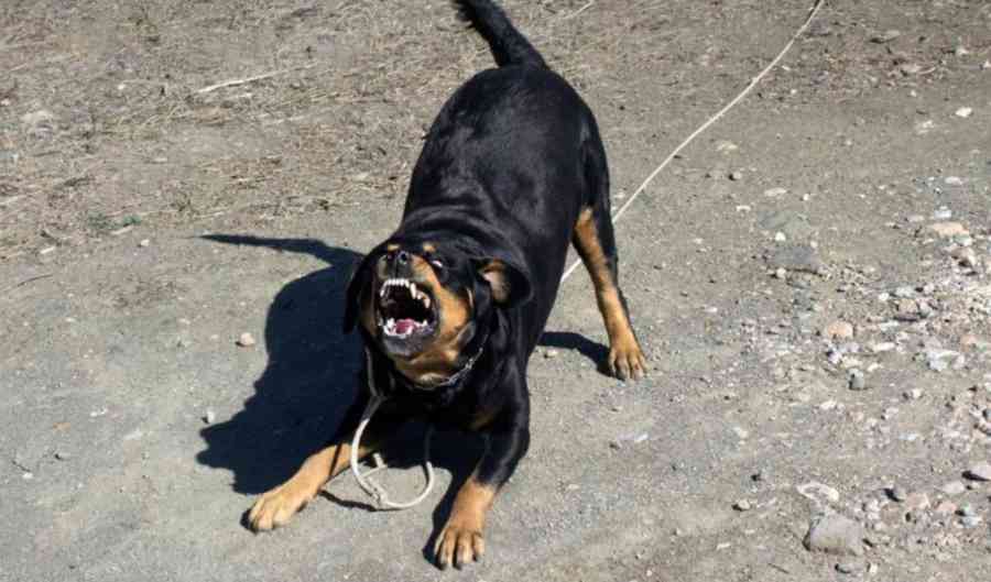 Niña de 9 años es atacada por dos perros en Potosí y sufre graves heridas