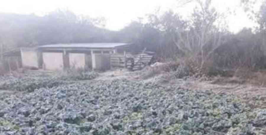Primera helada del año en Tarija: Reportan pérdidas de hasta el 80% en cultivos