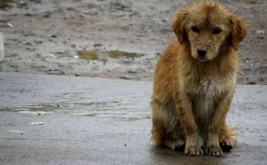 Sancionan a 13 personas por dejar a sus perros en la calle durante las noches frías en Tarija