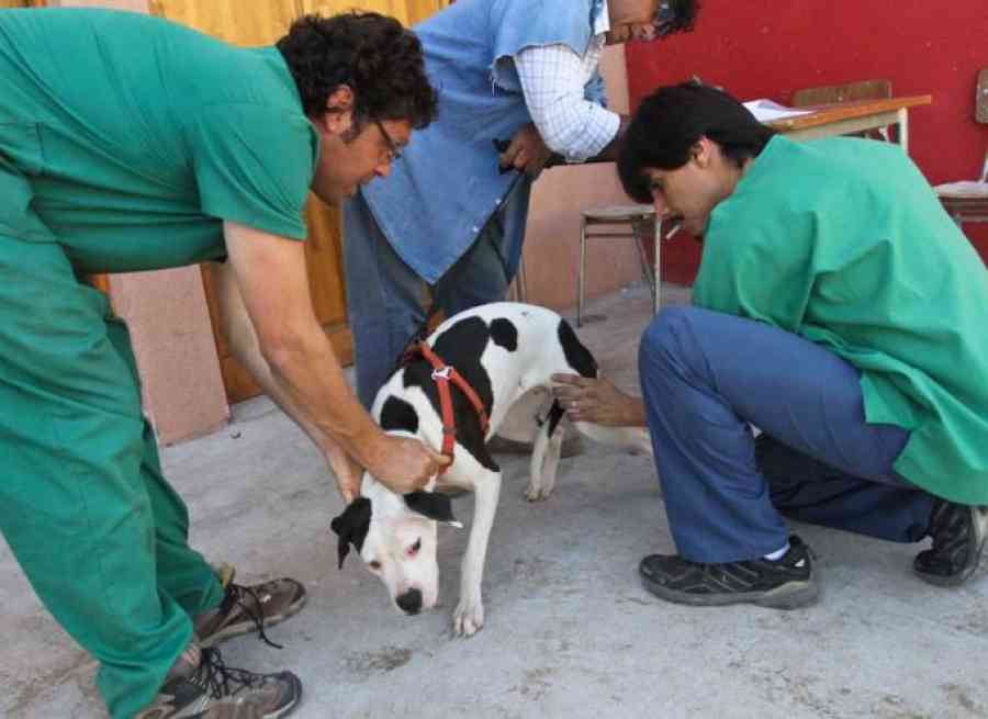 Tarija: En octubre prevén realizar la vacunación contra la rabia canina