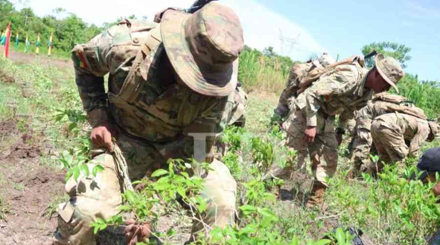 Viceministro Justiniano: "Busquemos el equilibrio para que la coca legal persista y la ilegal sea de