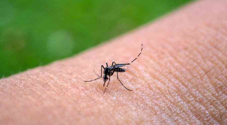 SEDES reporta 183 casos de chikungunya en una semana y más de 500 en lo que va del año