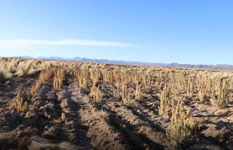 Alcaldía de Tarija no descarta declaratoria de desastre por heladas en las 78 comunidades de Cercado