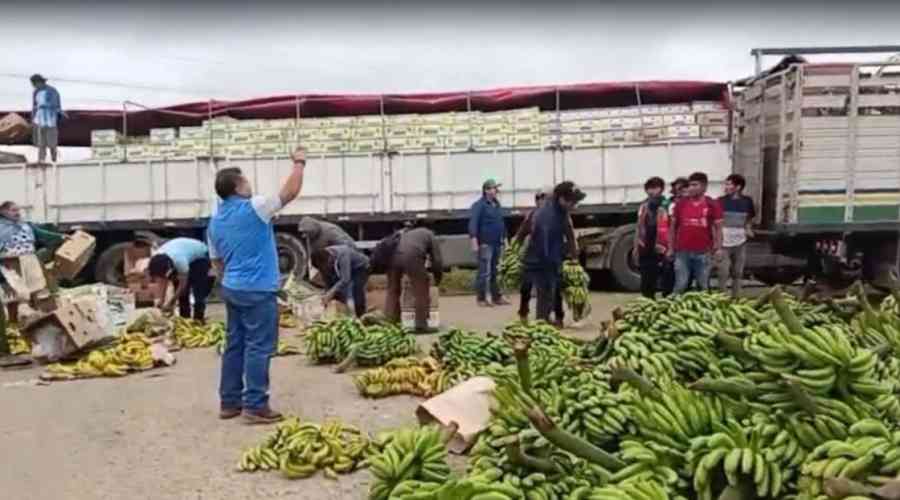Productores de banano en el Trópico de Cochabamba desechan su producción en protesta por los bloqueos