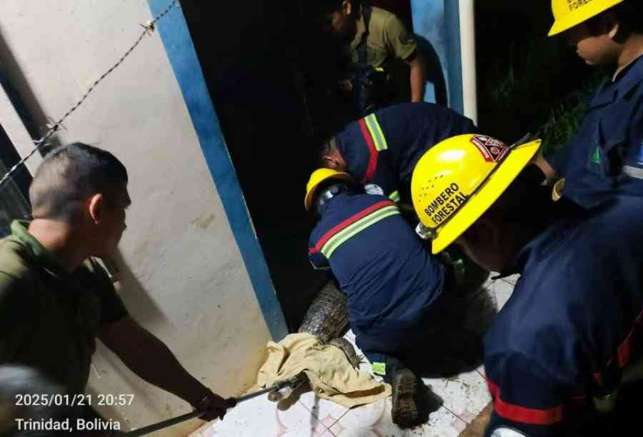 Hallan un lagarto en el baño de una vivienda en Trinidad